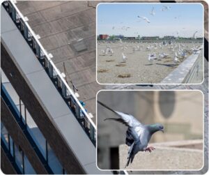 Flat Roof Inspections by No Water Roofing. Edmonton Flat Roofing Specialists